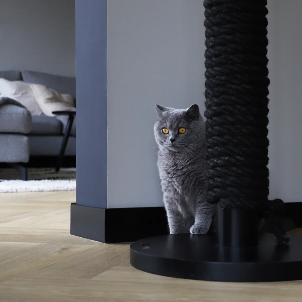 Dekobild Katze neben Kratzbaum TOTEM Schwarz - Hoopo