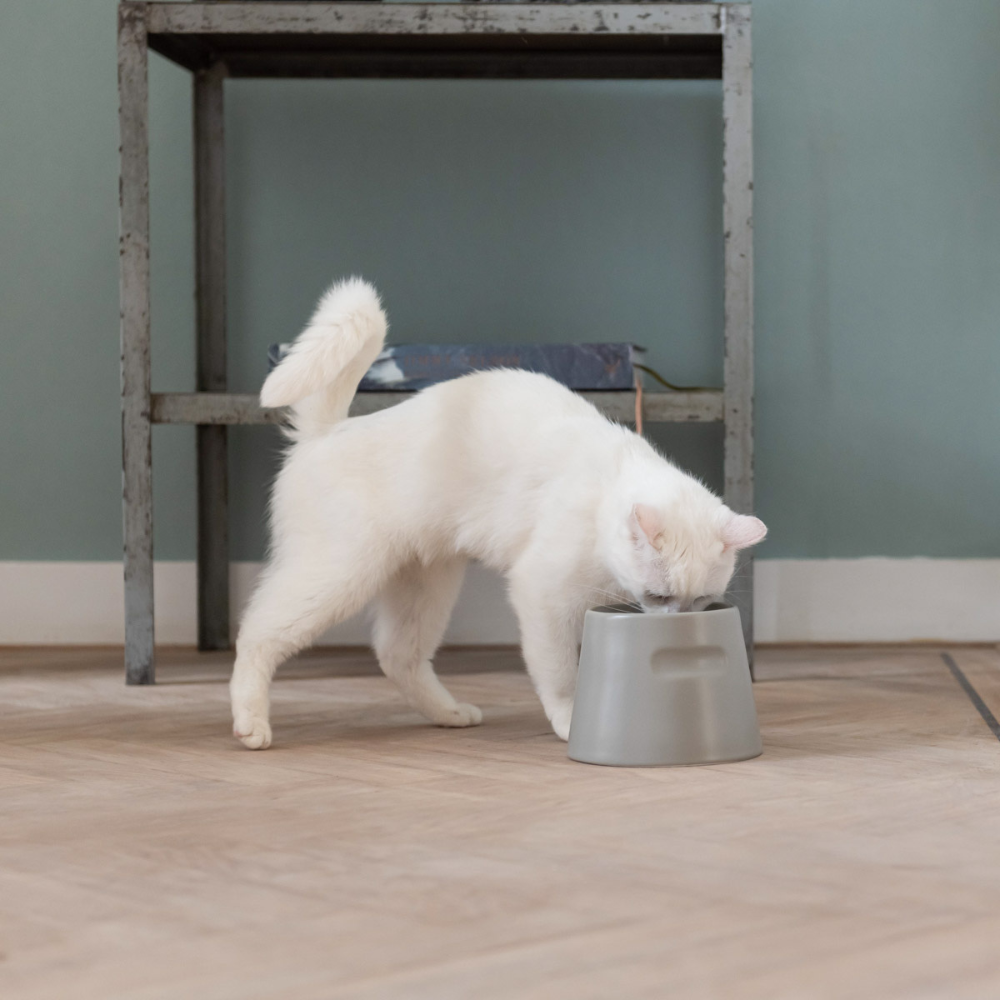 Dekobild Katze trinkend an Napf TOWER Feeder Grau - Hoopo