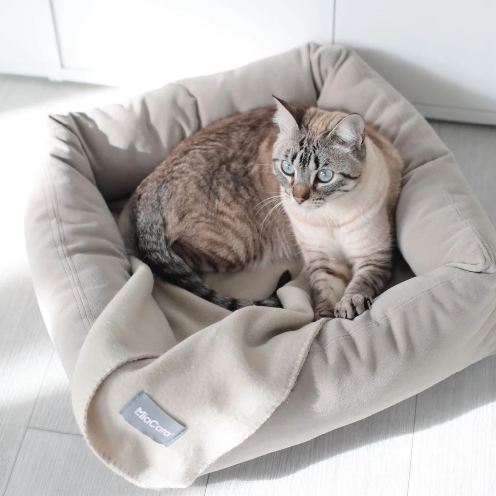 Dekobild mit Katze & Katzendecke Unica Greige - MiaCara