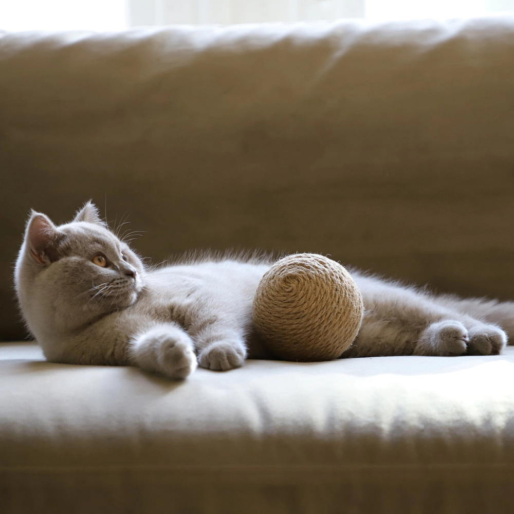 Katze mit Katzenspielzeug 3er-Set GLOBES - Hoopo