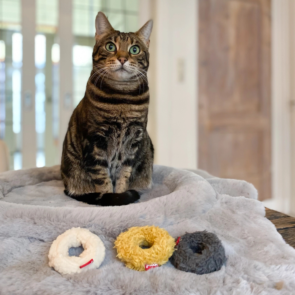 Katze mit Katzenspielzeug 3er-Set MINI-DONUTS - Hoopo