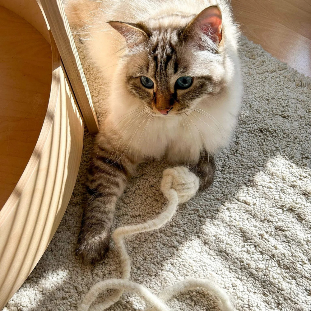 Katze mit Katzenspielzeug Affenfaust - The Catery