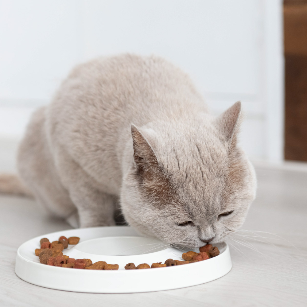 Katze mit Napf Slow Feeder RING Weiß - Hoopo