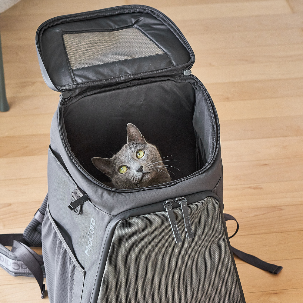 Katze in MiaCara Zaino Katzenrucksack Öffnung oben