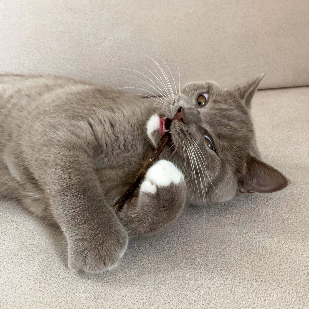 Katze mit Enjoy Matatabi Sticks - The Catery