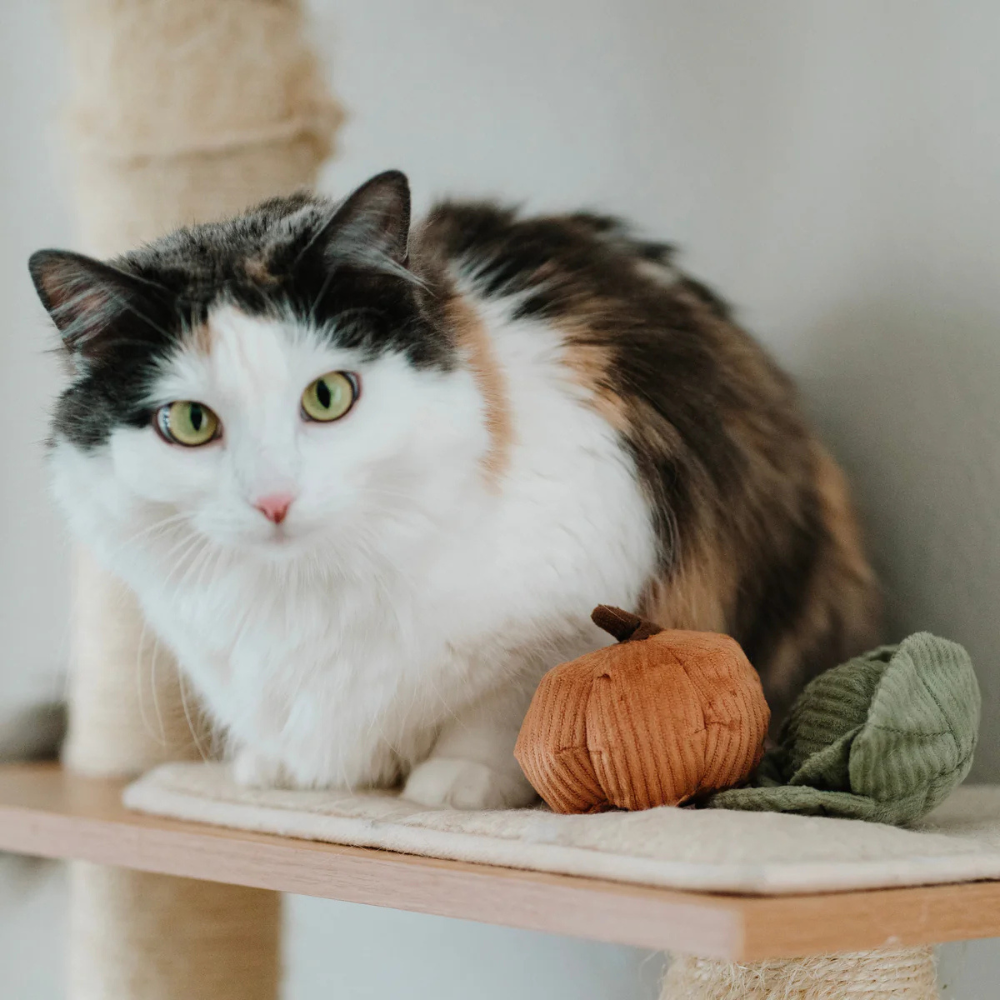 Katze mit Katzenspielzeug KITTY VEGGIE Set Kürbis + Kohl - lambwolf collective