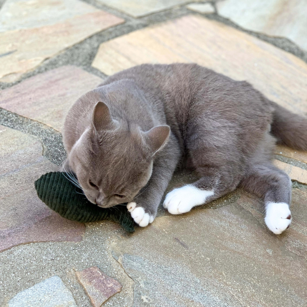 Katze mit Katzenspielzeug Kissen FISCH Olivegrün baldrian / Katzenminze - The Catery