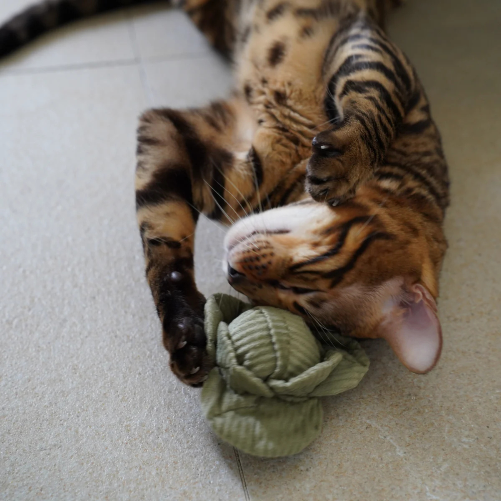 Katze mit Katzenspielzeug Kohl von KITTY VEGGIE Set - lambwolf collective