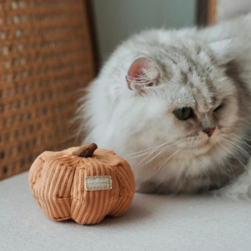 Katze mit Katzenspielzeug Kürbis von KITTY VEGGIE Set - lambwolf collective