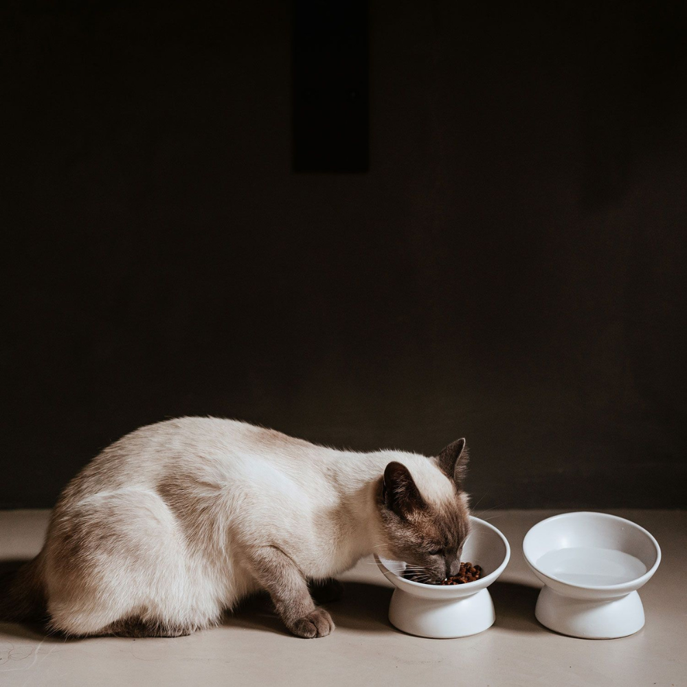 Katze an Keramik-Katzennapf LANGA Weiß 14 cm - stylecats