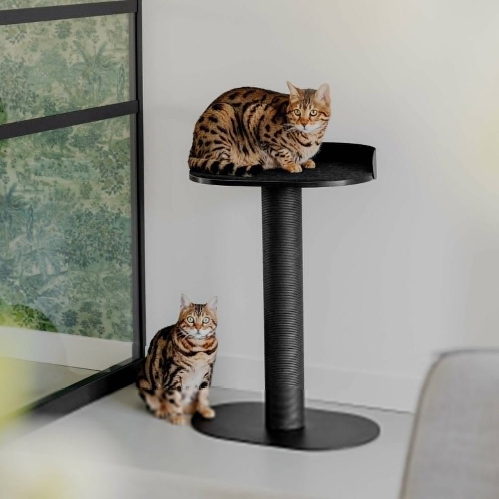 Katze auf Kratzbaum OASIS 80 Schwarz - DISTRICT 70