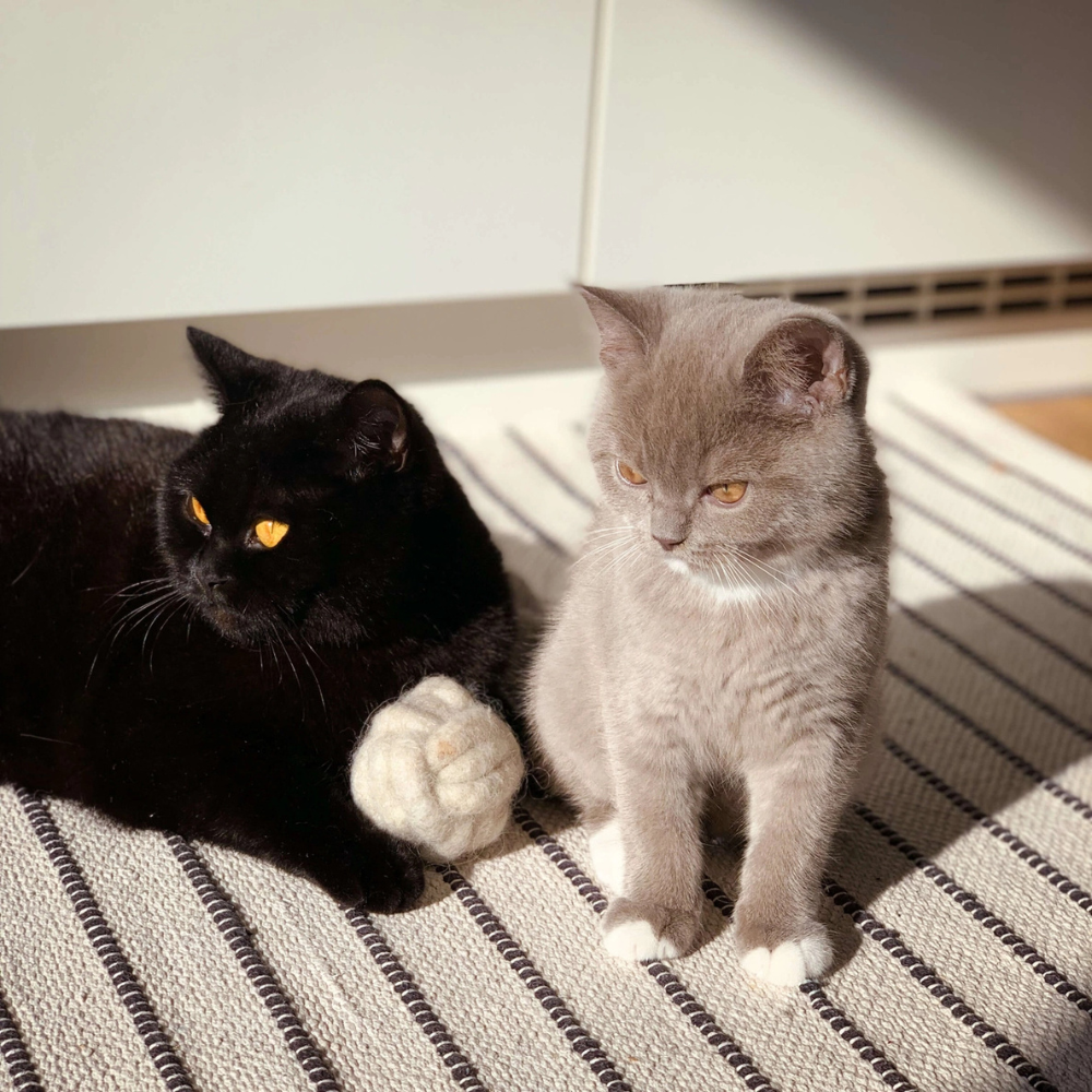 Katzen mit Katzen-Spielball LOBBY Sand - The Catery