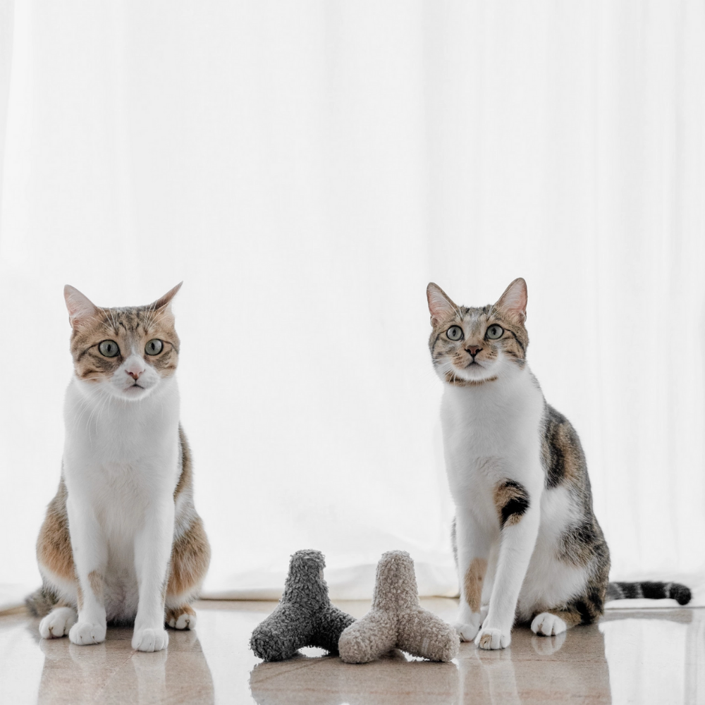 Katzen mit Katzenspielzeug KITTY BREUER Hafer & Concret - lambwolf collective