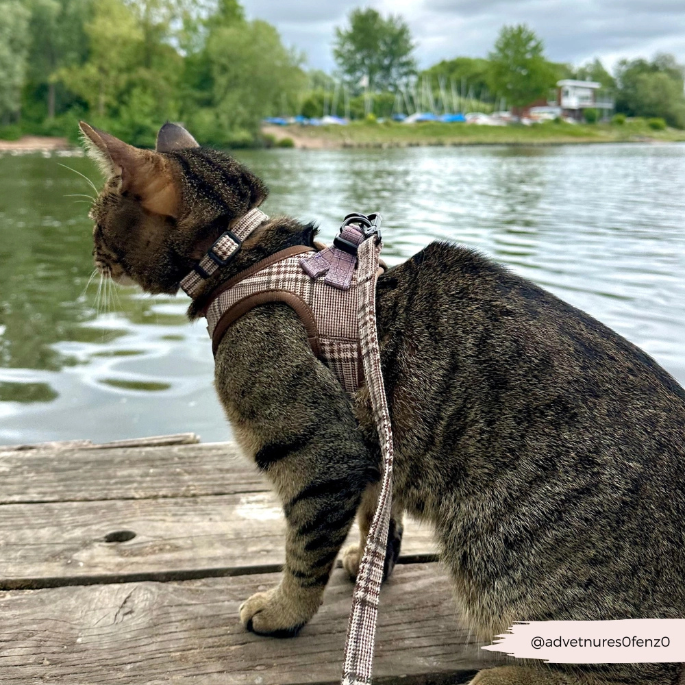 Seitenansicht Tragebild Katze Set Halsband, Geschirr & Leine Kariert - Cococat London