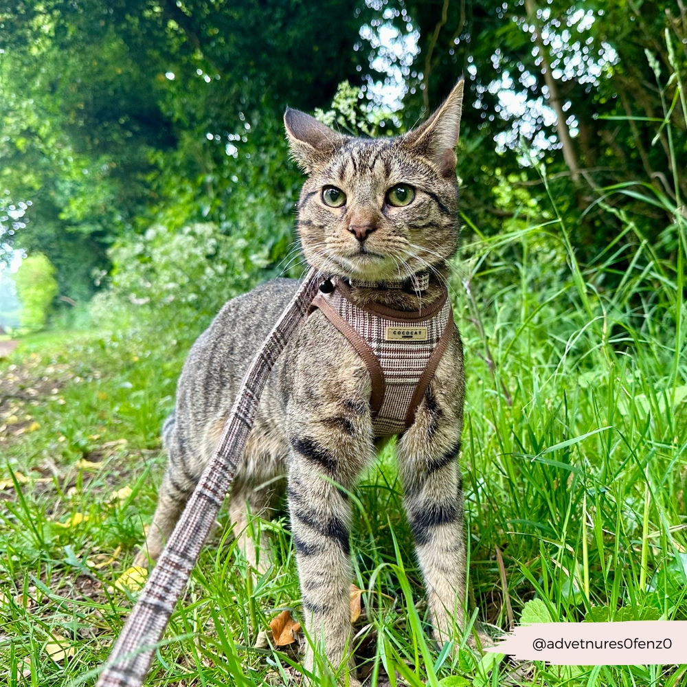 Tragebild Katze Set Halsband, Geschirr & Leine Kariert - Cococat London