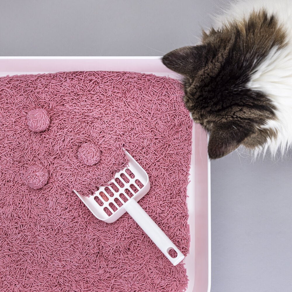 Beispielinhalt Katzenstreu TOFU Babypuder 7L klumpend & staubfrei - Hoopo