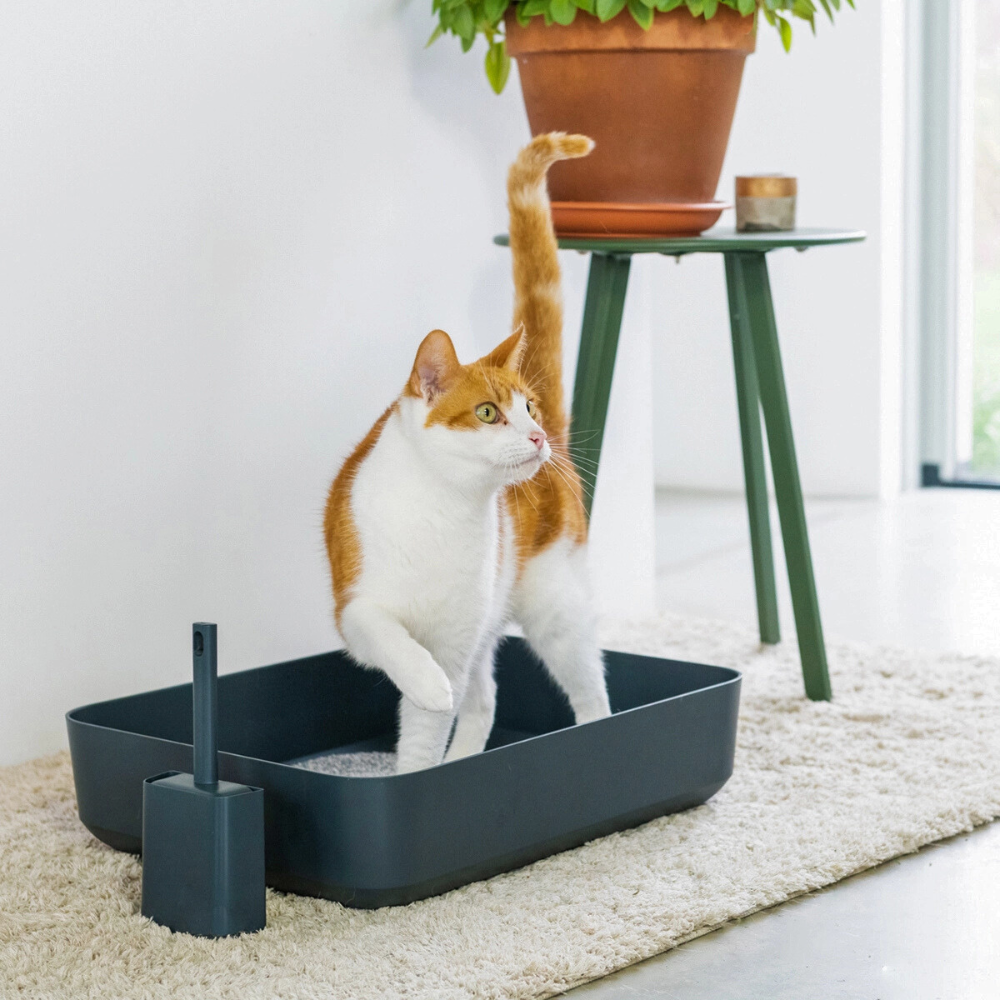 Dekobild Katze in Katzentoiletten POH Grau - Hoopo