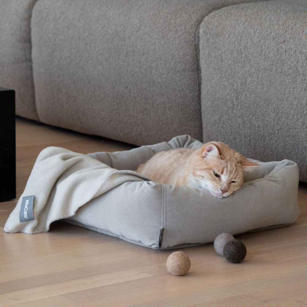 Dekobild Katzendecke Unica Greige mit Katze - MiaCara