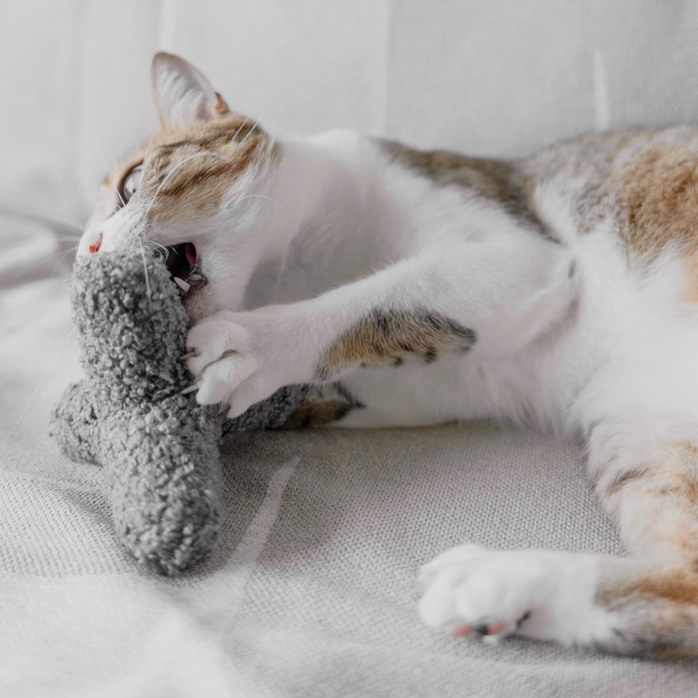 Katze mit Katzenspielzeug KITTY BREUER Charcoal - lambwolf collective