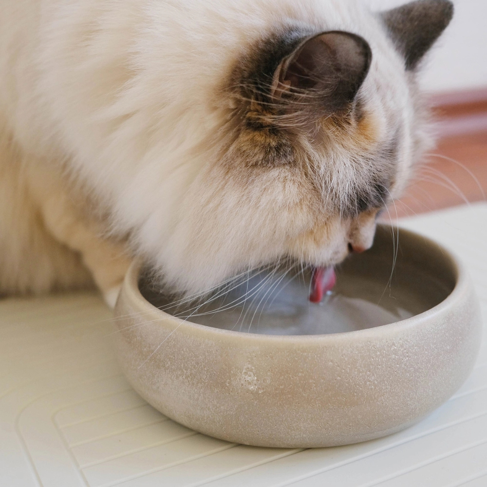 Katze an Katzen-Wassernapf GOURMET Creme - The Catery