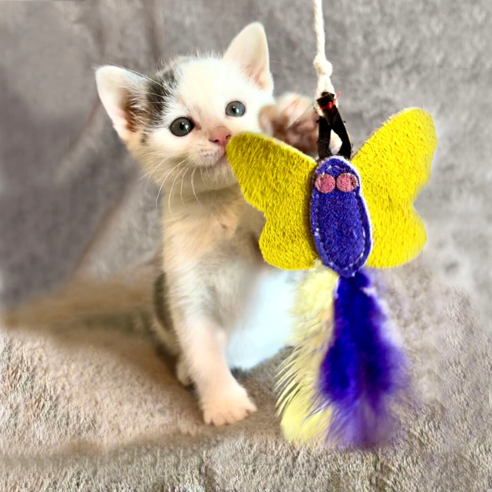 Katze mit Katzenangel SCHMETTERLING - FunnyZoo