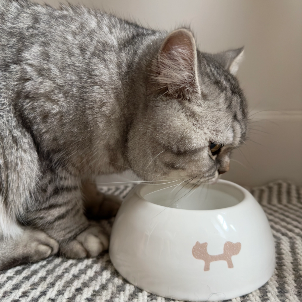 Katze mit Katzennapf Keramikschale PAPPY Weiß - United Pets