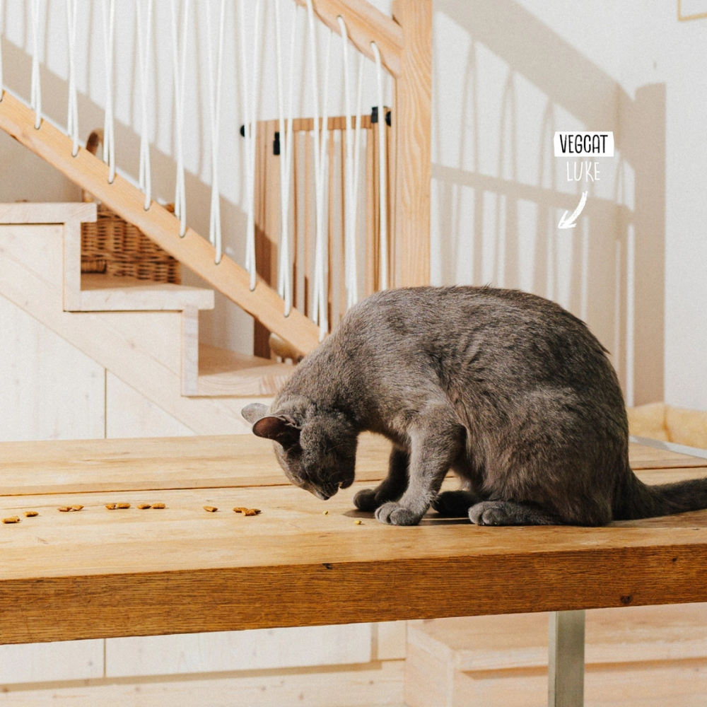 Katze mit VEGCAT Katzenleckerli digestives & skincares